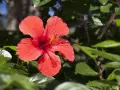 Leuchtend roter Hibiskus im Grünen. Perfekt, um den Hibiskus zu vermehren und mehr dieser Blüten zu genießen.