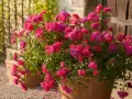 Üppige, pinke Rosenbüsche in Terrakotta-Töpfen, die zum Rosen pflanzen einladen. Ein Hauch von Sommer.