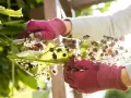 Hände in roten Handschuhen schneiden trockene Himbeerzweige zurück, um Platz für neue Himbeeren zu schaffen.