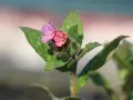 Zwei zarte Blüten, eine rosa, eine lila, auf einem Stiel mit geflecktem Lungenkraut.