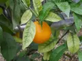 Reife Orange am Zweig, umgeben von grünen und gelblichen Blättern. Die feuchten Blätter deuten auf gute Orangensaftpflege hin.