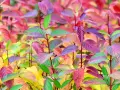 Bunte Blätter eines Hartriegels, die zum **Hartriegel schneiden** im Herbst einladen.