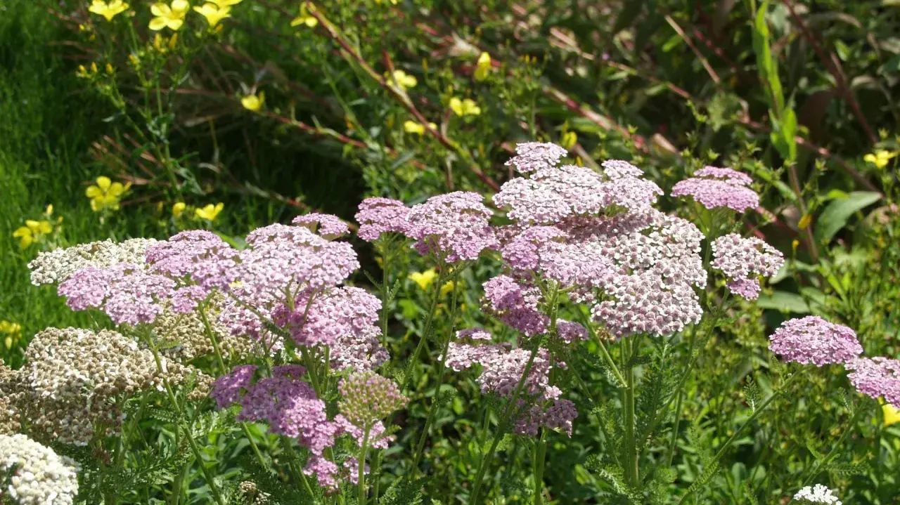 Zarte rosa und weiße Schafgarbenblüten stehen im sonnigen Garten. Der ideale schafgarbe standort ist sonnig und trocken.