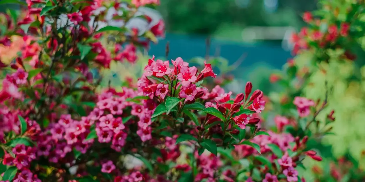 Üppige, pinke Weigelie-Blüten im Garten. Ein Rückschnitt sorgt für gesunden Wuchs und reiche Blüte im nächsten Jahr.