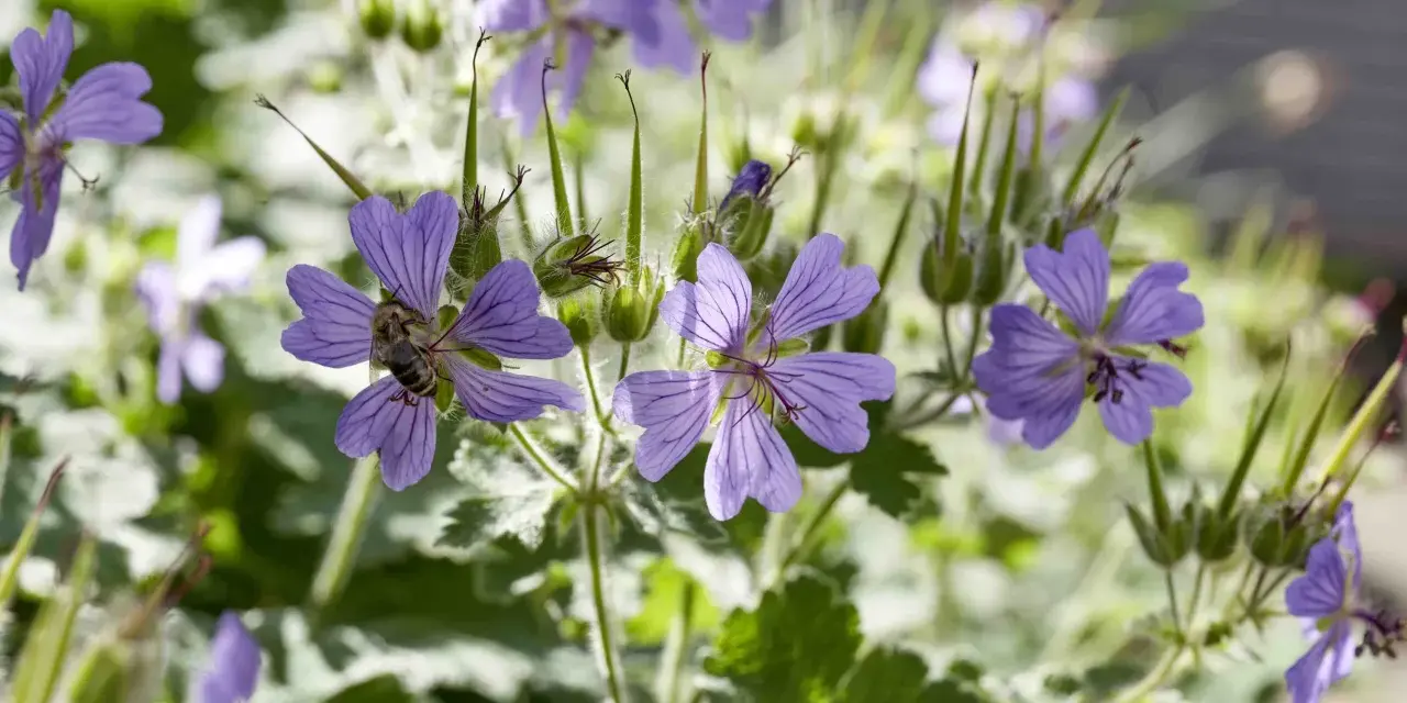 Eine Biene sammelt Nektar auf einer lila Blüte. Der Storchschnabel blüht üppig, bereit zum Schneiden.
