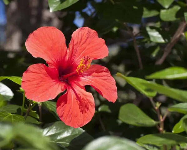 Leuchtend roter Hibiskus im Grünen. Perfekt, um den Hibiskus zu vermehren und mehr dieser Blüten zu genießen.
