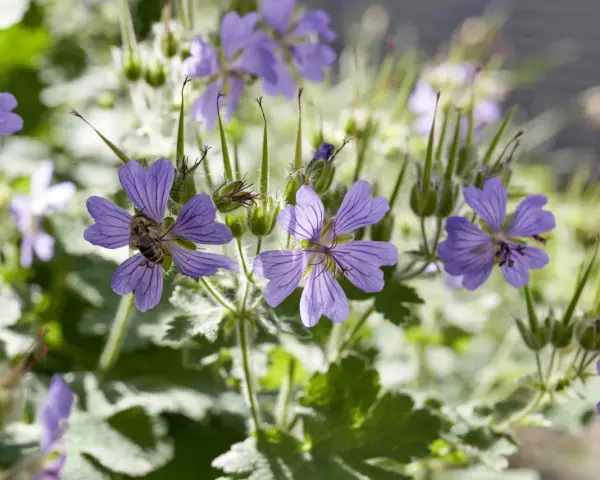 Eine Biene sammelt Nektar auf einer lila Blüte. Der Storchschnabel blüht üppig, bereit zum Schneiden.
