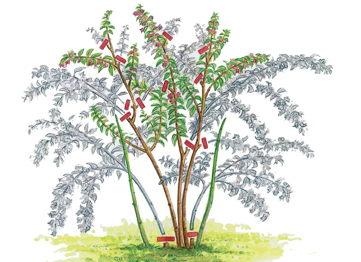 Illustration zeigt, wie man eine Weigelie schneiden kann. Rote Markierungen zeigen, welche Triebe gek&uuml;rzt werden.