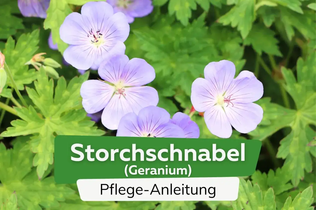Zarte lila Storchschnabelbl&uuml;ten und gr&uuml;ne Bl&auml;tter. Pflegeanleitung f&uuml;r Storchschnabel schneiden.
