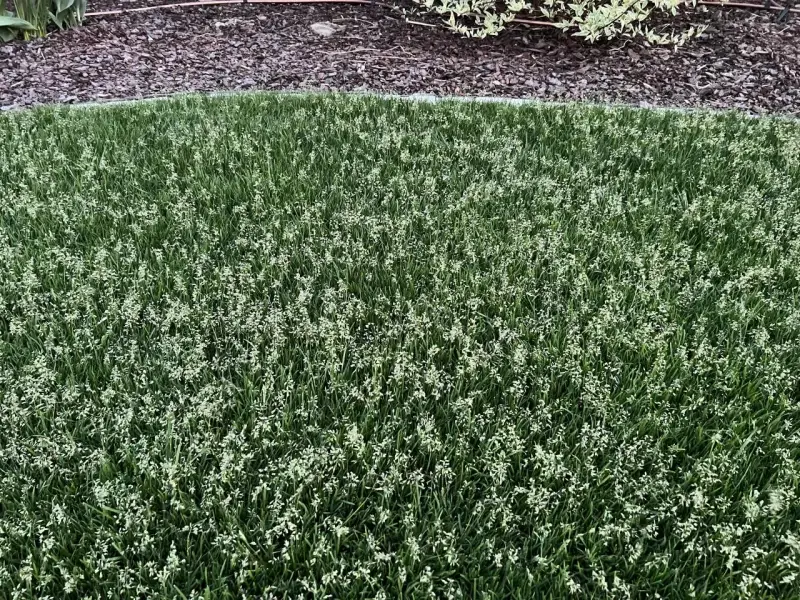 Grüner Rasen mit vielen kleinen weißen Blüten. Poa supina nachteile: diese Blüten können das Rasenbild stören.