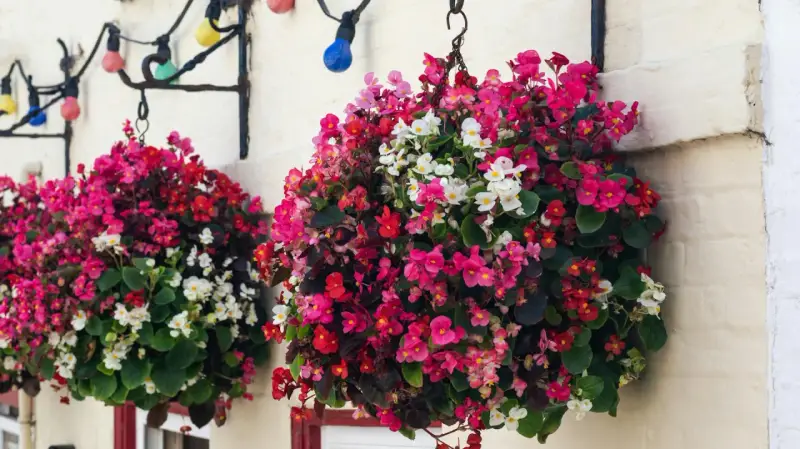 Bunte Begonien schmücken den Balkon. Hängende Körbe voller roter, pinker und weißer Blüten leuchten vor der Hauswand.